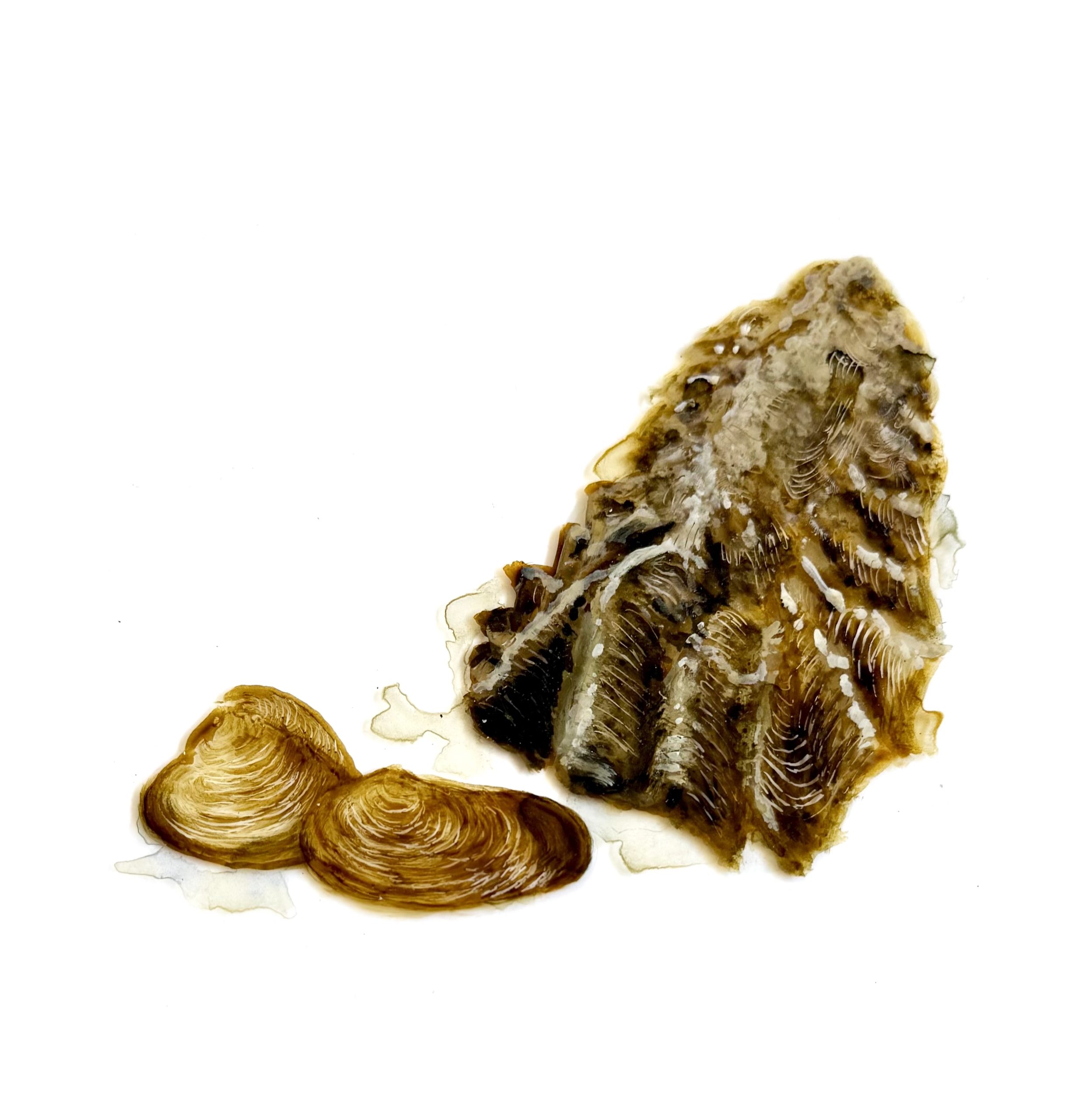 Material Afterlife No. 4